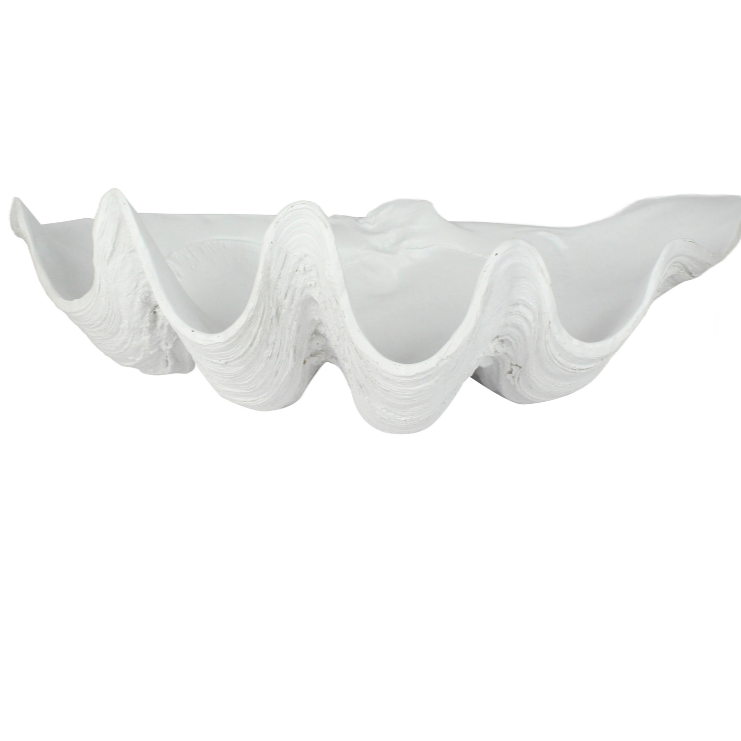 White Clam Shell