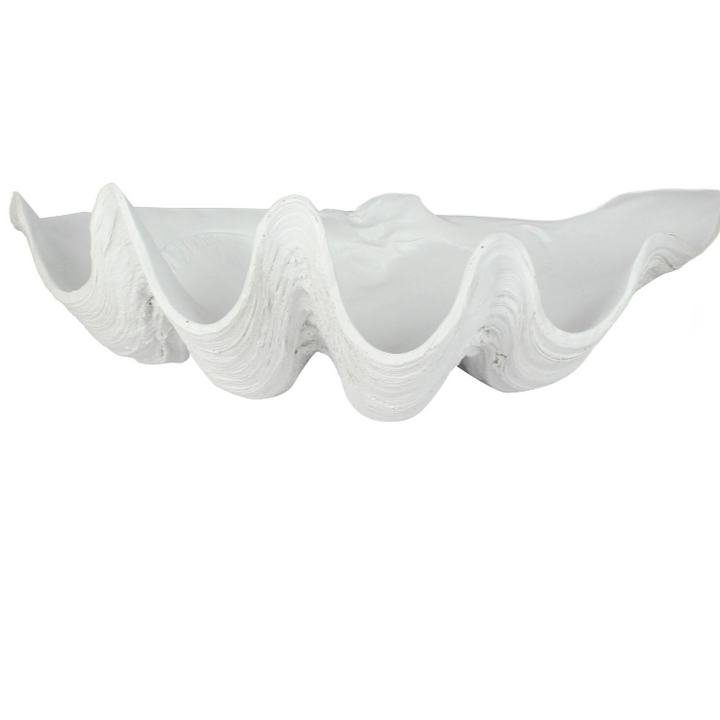 White Clam Shell