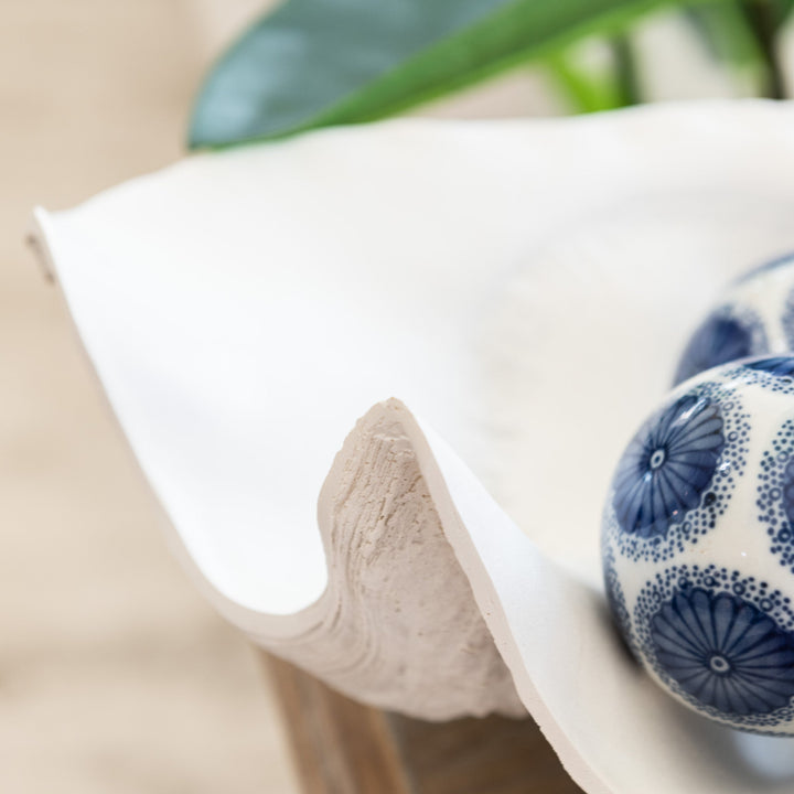 White Clam Shell
